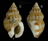 Nassarius incrassatus (Str, 1768) Specimen from La Goulette, Tunisia (among algae 0-1 m, 23.02.2020), actual size 9.5 mm. Note the characteristic black spot in siphonal canal (arrow)