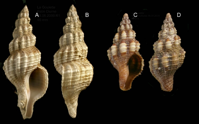 Fusinus syracusanus (Linnaeus, 1758) Specimens from La Goulette, Tunisia (among seagrass Cymodocea nodosa, 28.05.2009), actual size 40 mm and 12 mm.