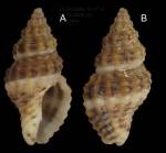 Pollia dorbignyi (Payraudeau, 1826) Specimen from La Goulette, Tunisia (soft bottoms 10-15 m, 29.09.2009), actual size 13.2 mm.