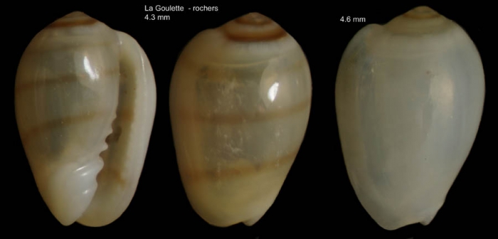 Gibberula miliaria (Linnaeus, 1758)Specimens from La Goulette, Tunisia (among algae 0-1 m, 22.06.2008), actual size 4.3 and 4.6 mm