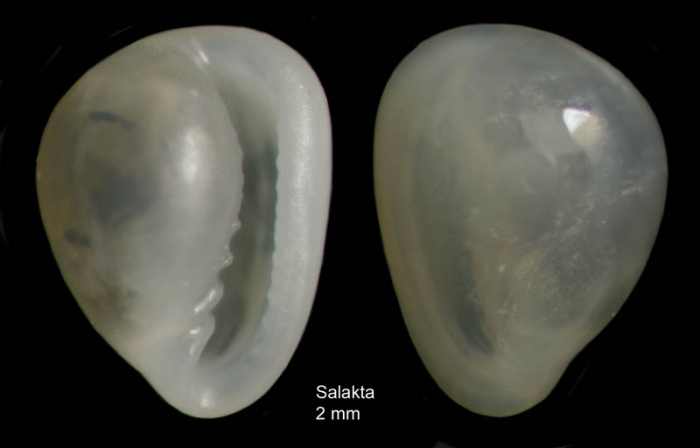 Granulina marginata (Bivona, 1832)  Specimen from Salakta, Tunisia, actual size 2.0 mm