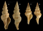 Fusiturris undatiruga (Bivona Ant. in Bivona And., 1838 ) Specimens from La Goulette, Tunisia (soft bottoms 10-15 m, 22.02.2010), actual size 50 mm and 18.7 mm.