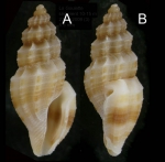 Mangelia unifasciata (Deshayes, 1835) Specimen from La Goulette, Tunisia (soft bottoms 10-15 m, 23.12.2009), actual size 5.5 mm.