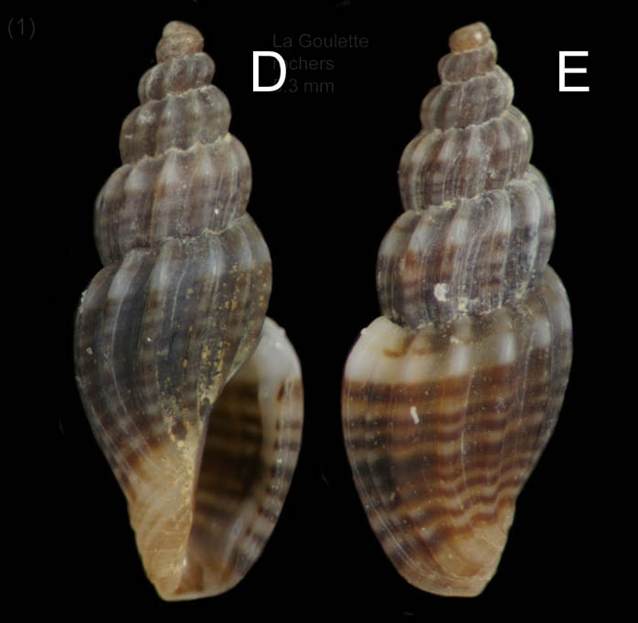 Mangelia multilineolata (Deshayes, 1835) Specimen from La Goulette, Tunisia (among algae 0-1 m, 22.06.2008), actual size 5.3 mm