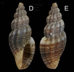 Mangelia multilineolata (Deshayes, 1835) Specimen from La Goulette, Tunisia (among algae 0-1 m, 22.06.2008), actual size 5.3 mm