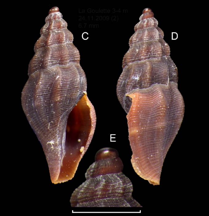 Bela zenetouae van Aartsen, 1988 Specimen from La Goulette, Tunisia (soft bottoms 3-4 m, 24.11.2009), actual size 6.7 mm.