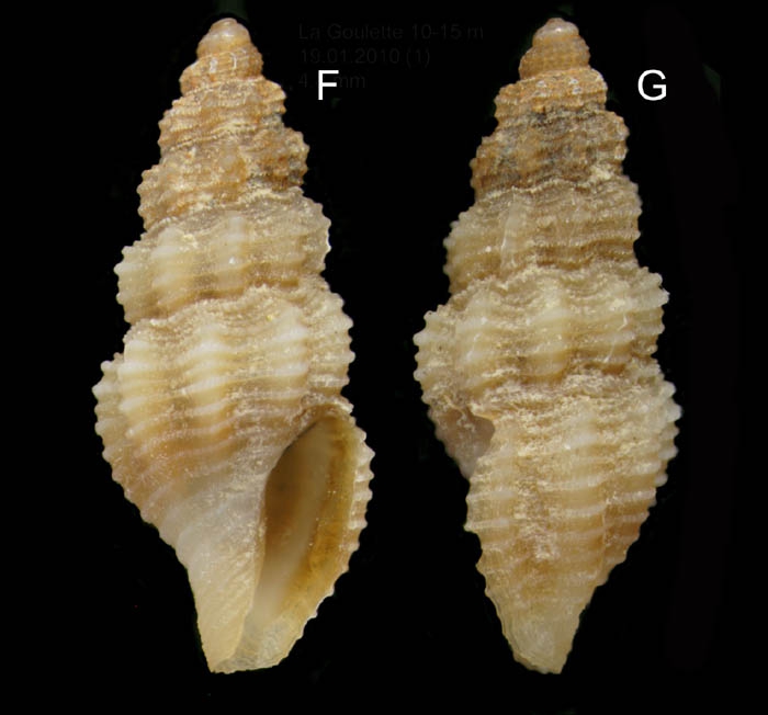 Bela brachystoma (Philippi, 1844) Specimen from La Goulette, Tunisia (soft bottoms 10-15 m, 19.01.2010), actual size 4.8 mm.