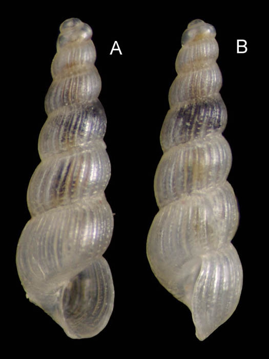 Graphis albida (Kanmacher, 1798) Specimen from Salakta, Tunisia, actual size 2.0 mm