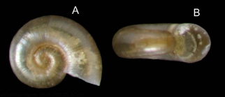 Omalogyra atomus (Philippi, 1841) Specimen from La Goulette, Tunisia (among algae 0-1 m, 19.09.2008), actual size 0.7 mm.