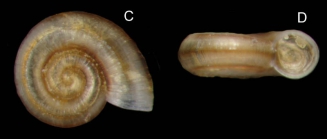 Ammonicera fischeriana (Monterosato, 1869)Specimen from La Goulette, Tunisia (among algae 0-1 m, 19.09.2008), actual size 0.8 mm
