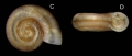 Mollusca (molluscs)