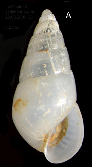 Odostomia conoidea  (Brocchi, 1814)Specimen from La Goulette, Tunisia (soft bottoms 3-4 m, 20.06.2009), actual size 3.2 mm.