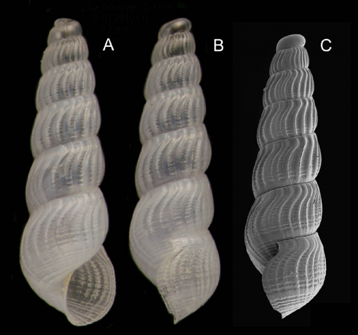 Chrysallida sigmoidea (Monterosato, 1880)Specimen from La Goulette, Tunisia (soft bottoms 10-15 m, 19.01.2010), actual size 2.7 mm. C: another specimen unde SEM, actual size 2.5 mm.