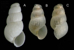 Chrysallida juliae (de Folin, 1872)A: Shell from La Goulette, Tunisia (soft bottoms 10-15 m, 24.11.2009), actual size 1.7 mm. B-C: live-taken specimen (same site, 31.03.2010), actual size 1.4 mm.