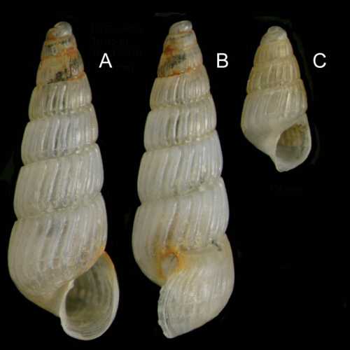 Chrysallida terebellum (Philippi, 1844)Specimens from La Goulette, Tunisia (soft bottoms 10-15 m, 19.01.2010), actual size 3.0 mm and 1.4 mm,