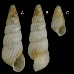 Chrysallida terebellum (Philippi, 1844)Specimens from La Goulette, Tunisia (soft bottoms 10-15 m, 19.01.2010), actual size 3.0 mm and 1.4 mm,