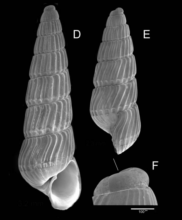 Chrysallida terebellum (Philippi, 1844)Specimens from La Goulette, Tunisia (soft bottoms 10-15 m, 19.01.2010), SEM, actual size 3.2 and 2.3 mm. F: protoconch, scale bar 100 �m, same spcimen as  E; the line indicates coiling axis