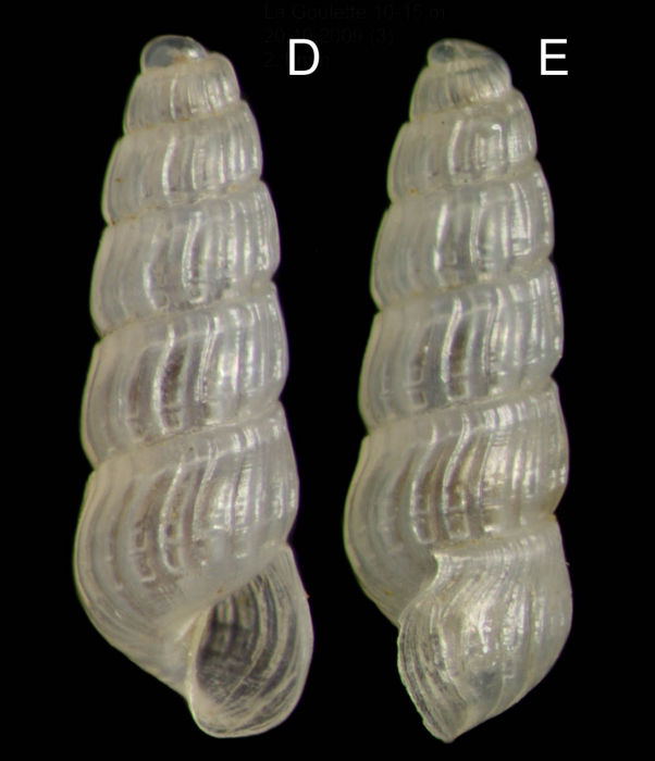 Chrysallida indistincta (Montagu, 1808) Specimen from La Goulette, Tunisia (soft bottoms 10-15 m, 20.10.2009), actual size 2.1 mm.