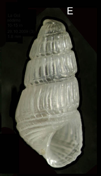Chrysallida brusinai (Cossmann, 1921)Specimen from La Goulette, Tunisia (soft bottoms 10-15 m, 29.10.2009), actual size 1.8 mm.