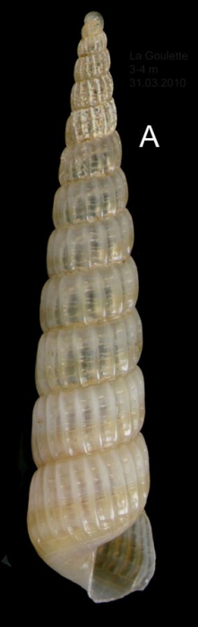 Turbonella crenata (Brown, 1827) Specimen from La Goulette, Tunisia (soft bottoms 3-4 m, 31.03.2010), actual size 9.6 mm. Turbonella crenata (Brown, 1827) Specimen from La Goulette, Tunisia (soft bottoms 3-4 m, 31.03.2010), actual size 9.6 mm.
