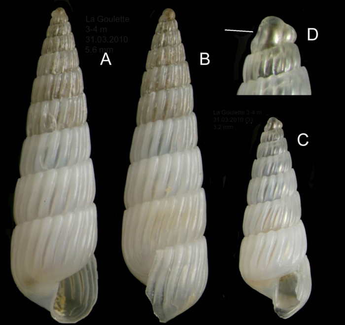 Turbonilla gradata Bucquoy, Dautzenberg & Dollfus, 1883Specimens from La Goulette, Tunisia (soft bottoms 3-4 m, 31.03.2010), actual size 5.6 mm and 3.2 mm; D: protoconch, same specimen as C, the line indicates coiling axis.