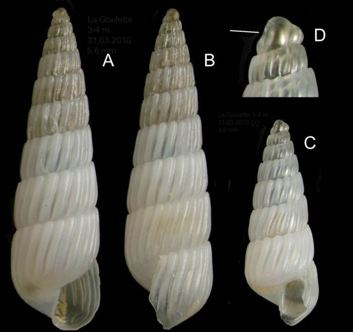 Turbonilla gradata Bucquoy, Dautzenberg & Dollfus, 1883Specimens from La Goulette, Tunisia (soft bottoms 3-4 m, 31.03.2010), actual size 5.6 mm and 3.2 mm; D: protoconch, same specimen as C, the line indicates coiling axis. Turbonilla gradata Bucquoy, Dautzenberg & Dollfus, 1883Specimens from La Goulette, Tunisia (soft bottoms 3-4 m, 31.03.2010), actual size 5.6 mm and 3.2 mm; D: protoconch, same specimen as C, the line indicates coiling axis.