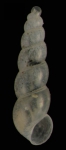 Ebala pointeli(de Folin, 1868) Specimen from La Goulette, Tunisia (soft bottoms 10-15 m, 23.12.2009), actual size 1.7 mm.