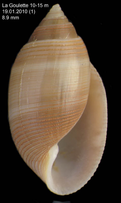 Acteon tornatilis (Linnaeus, 1758)Specimen from La Goulette, Tunisia (soft bottoms 10-15 m, 19.01.2010), talle relle 8.9 mm
