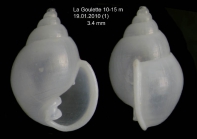 Ringicula auriculata (Mard de la Groye, 1811) Specimen from La Goulette, Tunisia (soft bottoms 10-15 m, 19.01.2010), actual size 3.4 mm