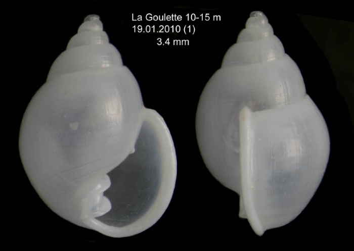 Ringicula auriculata (M�nard de la Groye, 1811) Specimen from La Goulette, Tunisia (soft bottoms 10-15 m, 19.01.2010), actual size 3.4 mm