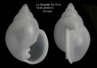 Ringicula auriculata (Mnard de la Groye, 1811) Specimen from La Goulette, Tunisia (soft bottoms 10-15 m, 19.01.2010), actual size 3.4 mm