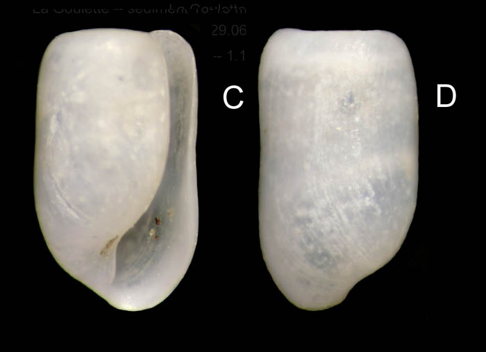 Retusa minutissima (Monterosato, 1878) Specimen from La Goulette, Tunisia (soft bottoms 10-15 m, 29.06.2009), actual size 1.1 mm. Retusa minutissima (Monterosato, 1878) Specimen from La Goulette, Tunisia (soft bottoms 10-15 m, 29.06.2009), actual size 1.1 mm.