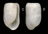 Retusa minutissima (Monterosato, 1878) Specimen from La Goulette, Tunisia (soft bottoms 10-15 m, 29.06.2009), actual size 1.1 mm.