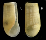 Retusa truncatula (Bruguière, 1792) Specimen from La Goulette, Tunisia (among algae 0-1 m, 22.06.2008), actual size 2.8 mm.