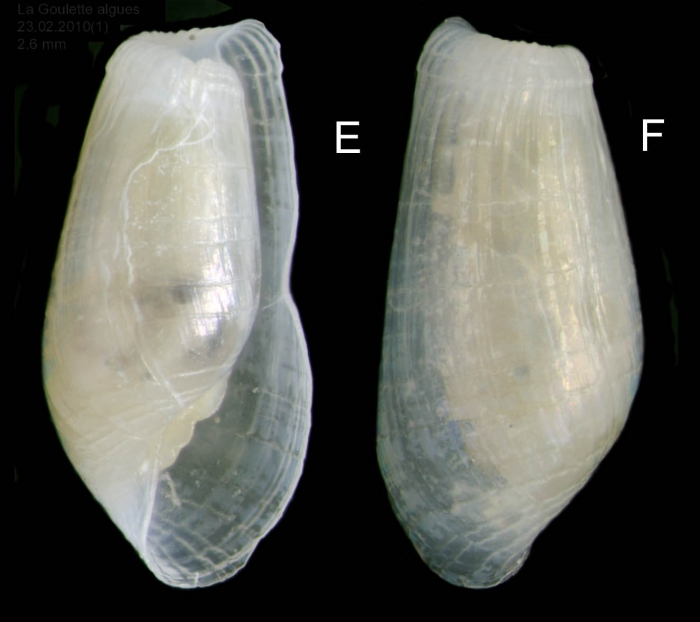 Pyrunculus hoernesii (Weinkauff, 1866) Specimen from La Goulette, Tunisia (among algae 0-1 m, 23.02.2010), actual size 2.6 mm