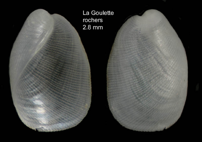 Philine catena (Montagu, 1803) Specimen from La Goulette, Tunisia (among algae 0-1 m, 30.08.2008), actual size 2.8 mm