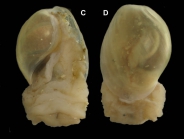 Haminoea orbignyana (de Férussac, 1822) Specimen from La Goulette, Tunisia (among seagrass Cymodocea nodosa, 5 m, 19.09.2008), size of shell 8.0 mm.