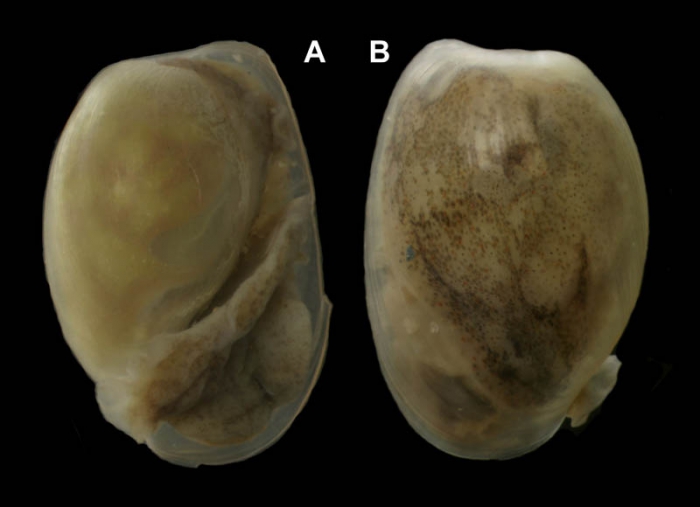 Haminoea hydatis (Linnaeus, 1758) Specimen from La Goulette, Tunisia (among seagrass Cymodocea nodosa, 5 m, 19.09.2008), size of shell 7.0 mm.