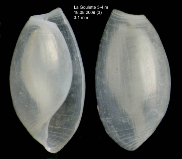 Weinkauffia turgidula (Forbes, 1844)  Specimen from La Goulette, Tunisia (soft bottoms 3-4 m, 18.08.2009), actual size 3.1 mm