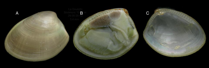 Nucula nitidosa Winckworth, 1930 Specimen from La Goulette, Tunisia soft bottoms 10-15 m, 29.06.2009), actual size 3.4 mm.