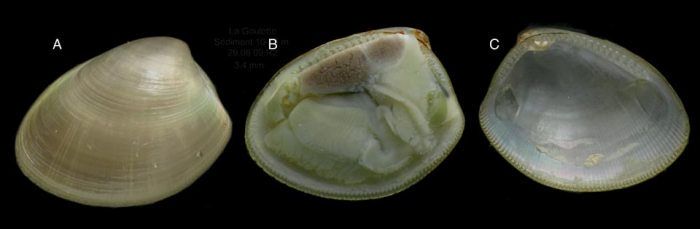 Nucula nitidosa Winckworth, 1930 Specimen from La Goulette, Tunisia soft bottoms 10-15 m, 29.06.2009), actual size 3.4 mm. Nucula nitidosa Winckworth, 1930 Specimen from La Goulette, Tunisia soft bottoms 10-15 m, 29.06.2009), actual size 3.4 mm.