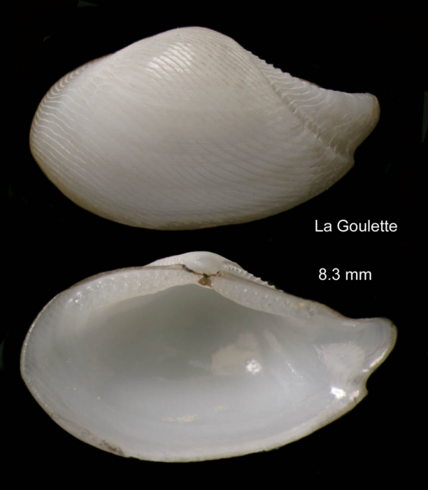 Nuculana pella (Linnaeus, 1767) Specimen from La Goulette, Tunisia (soft bottoms 10-15 m, 29.09.2009), actual size 8.3 mm