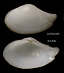 Nuculana pella (Linnaeus, 1767) Specimen from La Goulette, Tunisia (soft bottoms 10-15 m, 29.09.2009), actual size 8.3 mm