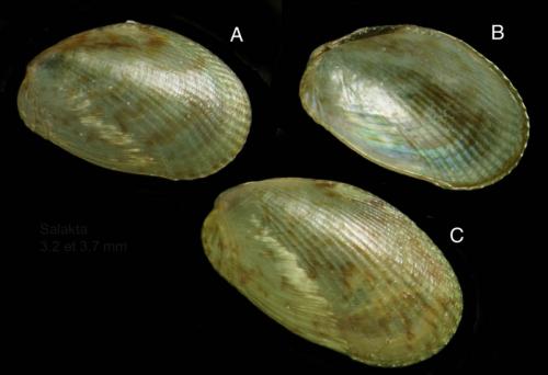 Musculus costulatus (Risso, 1826) Specimens from Salakta, Tunisia, actual size 3.2 mm and 3.7 mm