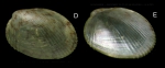 Musculus subpictus (Cantraine, 1835) Specimen from La Goulette, Tunisia, soft bottoms 10-15 m, 29.06.2009), actual size 2.2 mm.