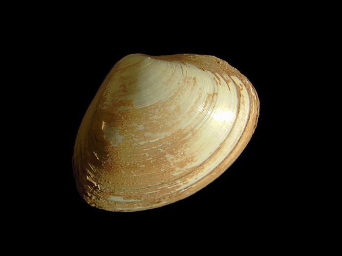 Spisula solida (Linné, 1758) Spisula solida (Linné, 1758)