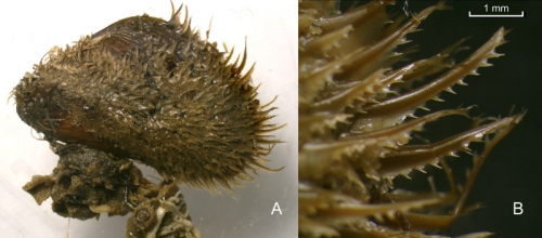 Modiolus barbatus (Linnaeus, 1758) Specimen from La Goulette, Tunisia (soft bottoms 10-15 m, 29.09.2009), actual size 24.5 mm. B: detail of posterior periostracal hairs, scale bar 1 mm