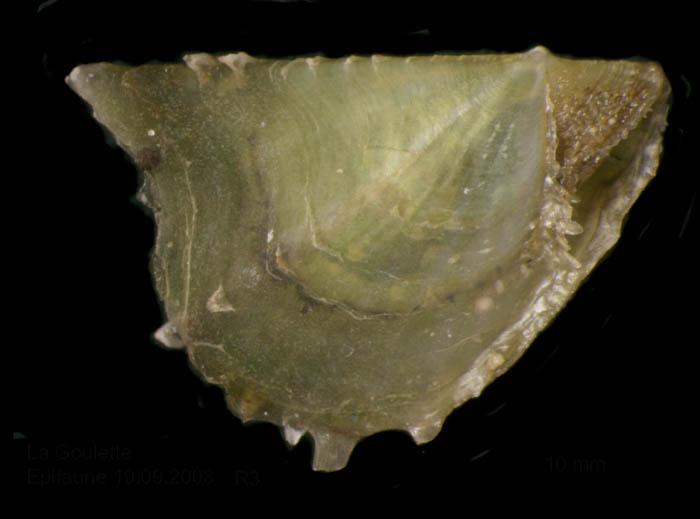 Pinctada radiata (Leach, 1814) Juvenile specimen from La Goulette, Tunisia (among seagrass Cymodocea nodosa, 29.09.2008), actual size 10 mm. Pinctada radiata (Leach, 1814) Juvenile specimen from La Goulette, Tunisia (among seagrass Cymodocea nodosa, 29.09.2008), actual size 10 mm.