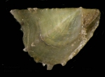Pinctada radiata (Leach, 1814) Juvenile specimen from La Goulette, Tunisia (among seagrass Cymodocea nodosa, 29.09.2008), actual size 10 mm.