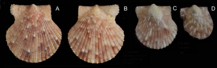 Aequipecten opercularis (Linnaeus, 1758) Juvenile specimens from La Goulette, Tunisia (soft bottoms 10-15 m, 31.03.2010), actual size 6.2 mm, 2.5 mm and 1.6 mm